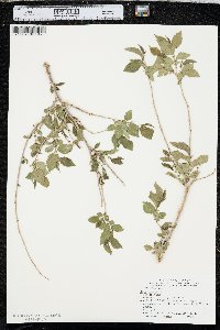 Ulmus pumila image