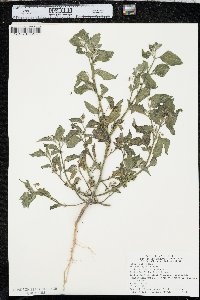 Solanum interius image