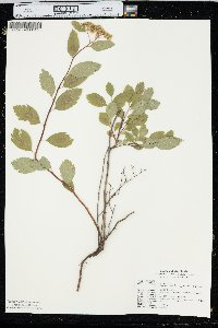 Spiraea betulifolia image