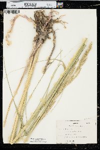 Spartina pectinata image