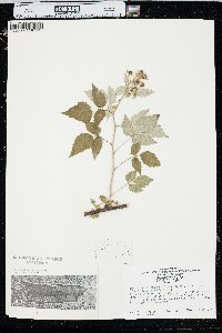 Rubus occidentalis image