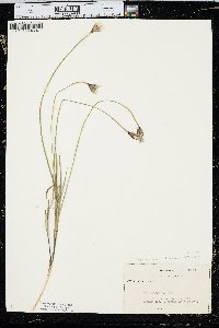 Crepis atribarba image