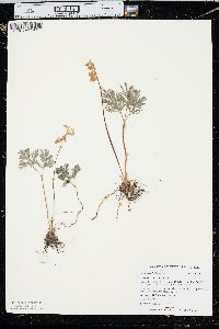 Dicentra cucullaria image