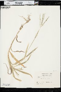 Digitaria ischaemum image