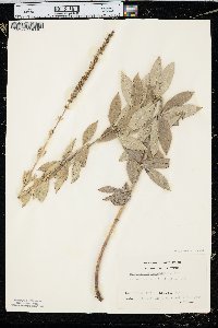 Veronicastrum virginicum image