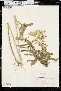 Eupatorium altissimum image