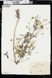 Bidens bipinnata image