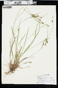 Carex conoidea image