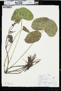 Caltha palustris image