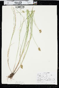 Carex bebbii image