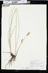 Carex bicknellii image