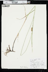 Carex sartwellii image