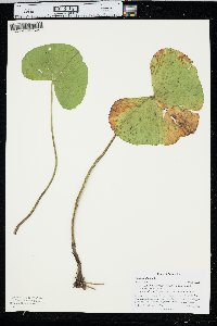 Caltha palustris image