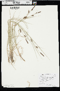 Carex melanostachya image