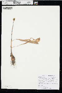 Allium burdickii image