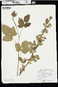 Rubus frondosus image