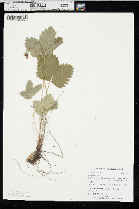 Fragaria vesca image