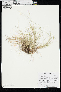 Carex eburnea image
