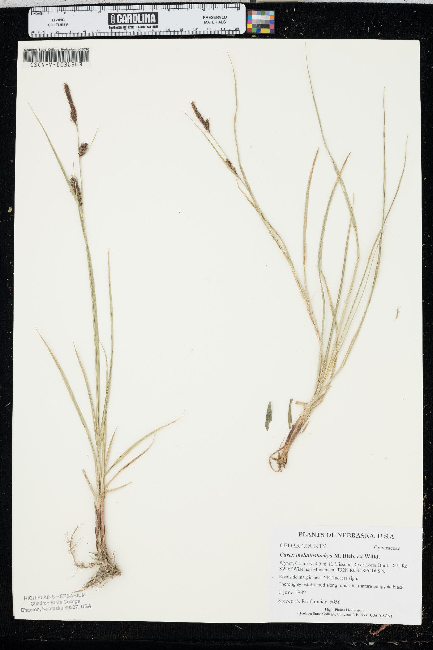 Carex melanostachya image