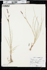 Carex melanostachya image