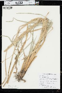 Carex hyalinolepis image