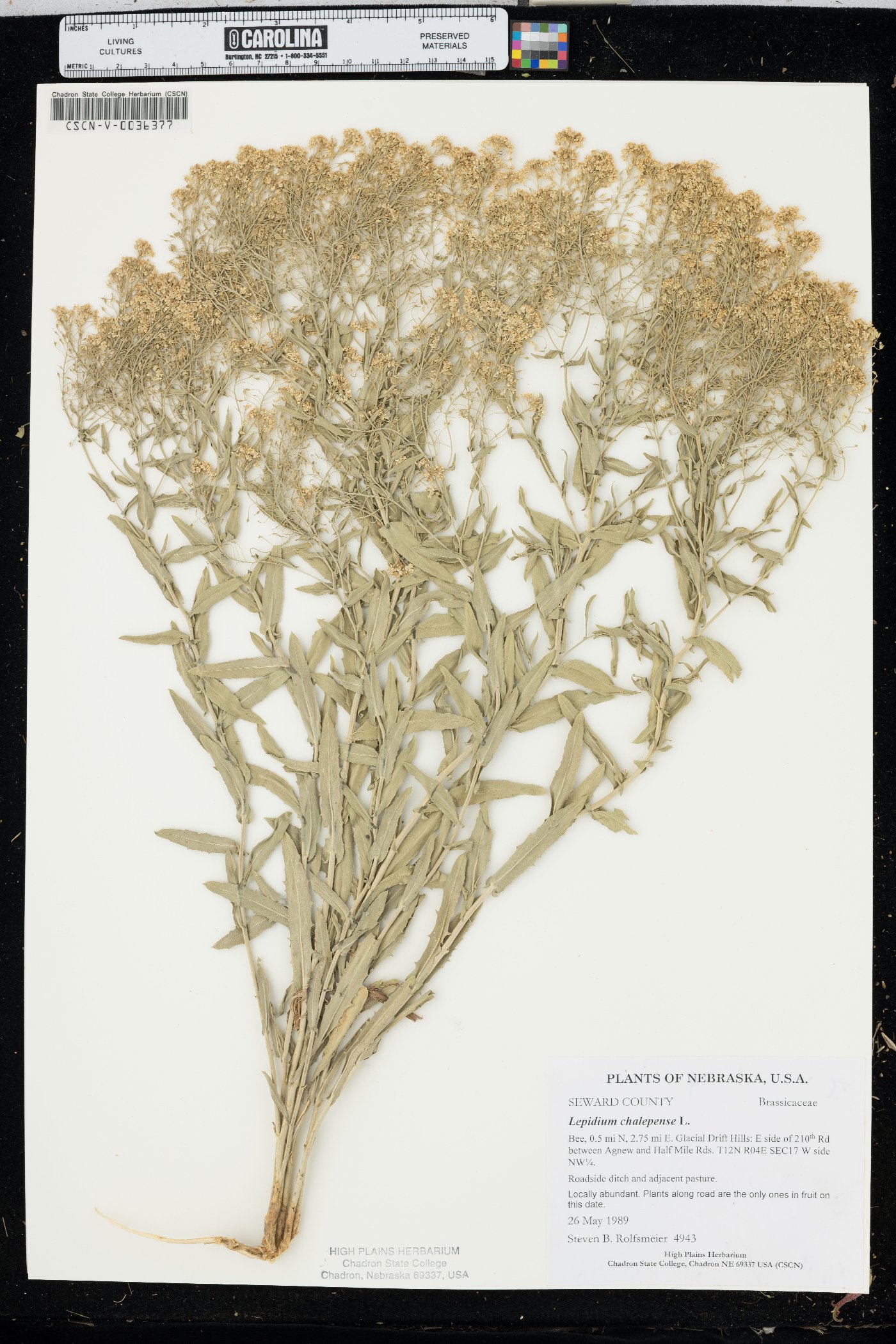 Lepidium chalepense image