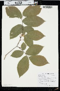 Ulmus thomasii image