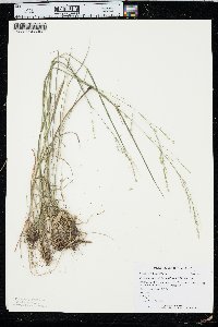 Festuca subverticillata image