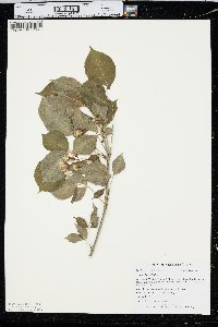 Staphylea trifolia image