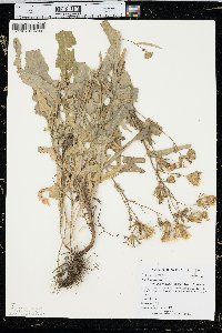 Sonchus arvensis image