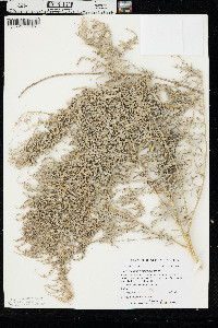 Chenopodium pratericola image