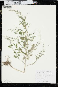 Chenopodium standleyanum image