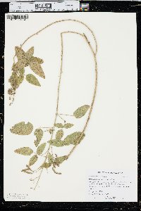 Desmodium canescens image