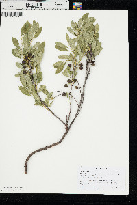 Prunus pumila image