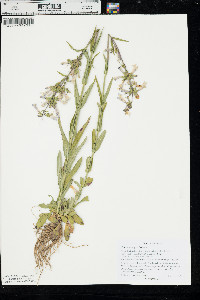 Penstemon gracilis image