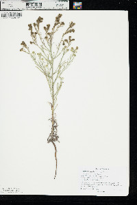 Cryptantha fendleri image