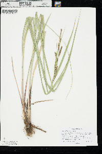 Carex emoryi image