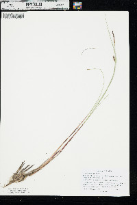 Carex lasiocarpa image