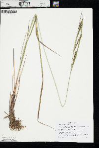 Carex emoryi image