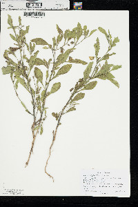 Physalis hispida image