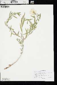 Oenothera nuttallii image
