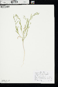 Chenopodium subglabrum image