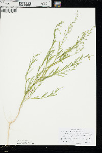 Chenopodium subglabrum image