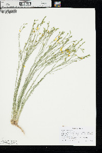 Linum rigidum image
