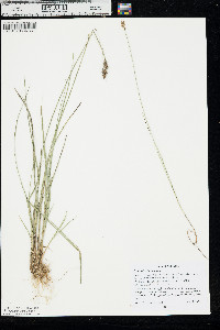 Carex diandra image