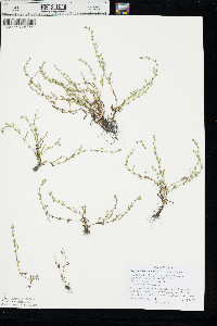 Plagiobothrys scouleri var. hispidulus image