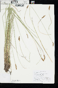 Carex diandra image