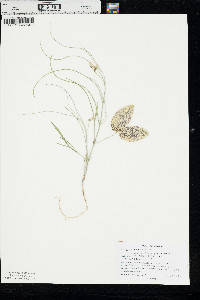 Astragalus ceramicus var. filifolius image