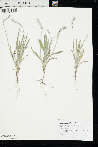 Plantago patagonica image