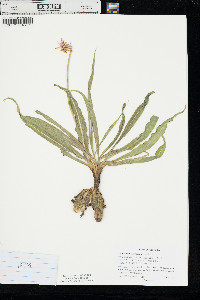 Nothocalais cuspidata image
